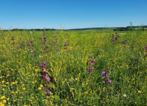 Ein Bienenstromacker